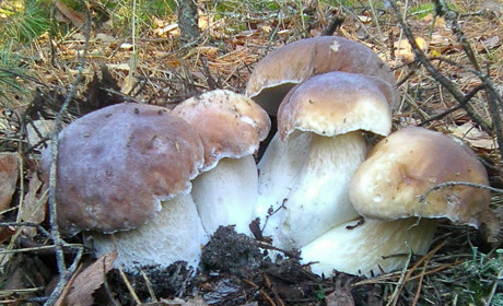 "Гриби – на гроби?" Цьогоріч багатий урожай грибів, а люди згадують народні прикмети і традиції