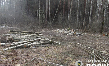 В одну з лісгоспів Звягельщини незаконно рубали дерева — причетних знайшли