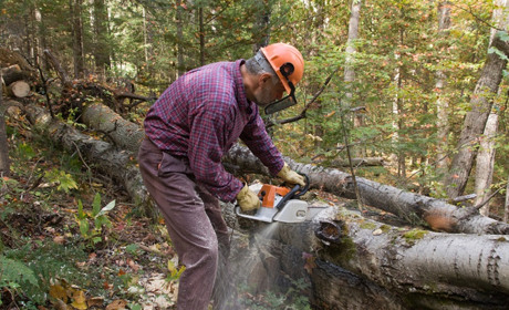 На Вознесенщині судитимуть «чорних лісорубів» за вирубку дерев на понад 3 мільйонів