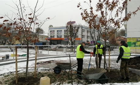 У Фастові на площі Соборна висадили дуби