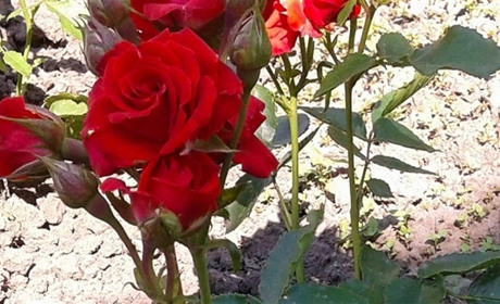 Як зробити ефективне добриво для троянд: ви будете здивовані