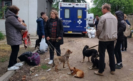 У Біляївці безкоштовно за день простерилізували 60 тварин: більшість з них безпритульні
