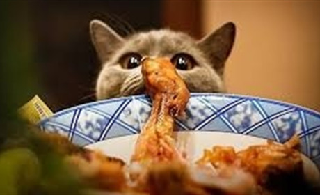 Котячі теревені