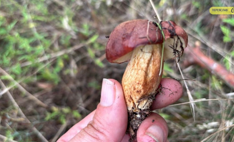 Осіннє "тихе полювання": після дощу грибів вистачає навіть увечері ФОТО