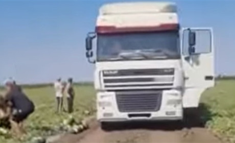 На Херсонщині кавуни збирають під атаками ворожих дронів