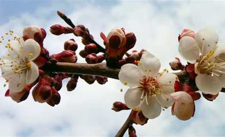 Через квітневі заморозки на Херсонщині постраждали абрикосові сади