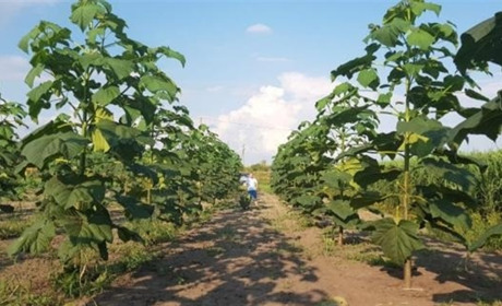В Майорах почали втілювати задум з садом павлонії: саджанці староста вирощує сам з насіння