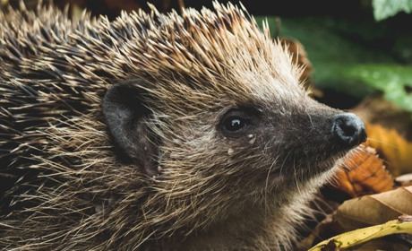 На Сватівщині на окремих землях лісництва триває «сезон тиші»: що це таке і що заборонено робити