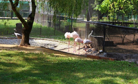 Губернатор їде на пікнік в Асканію