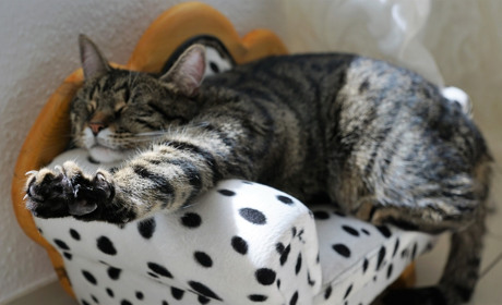 Котики і песики, які шукають домівку або загубилися у Сватовому і районі