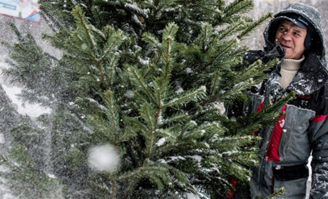 Де в Білопіллі та Ворожбі можна купити новорічну ялинку?