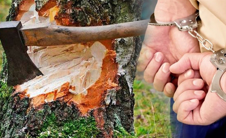 Жителя Володимирця судитимуть за незаконну рубку дерев