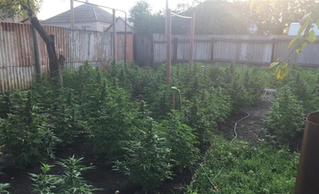 У 54-річного сватівчанина знайшли на городі посіви коноплі: подробиці