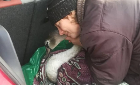 Лебедя із Кременеччини після вогнепального поранення врятувати не вдалося