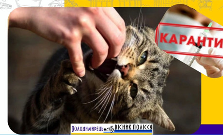 Скажений кіт покусав жінку з Полиць – у громаді оголошено карантин