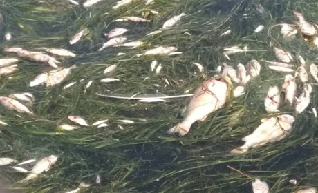 Екологи просять СБУ знайти винних у заморі риби 