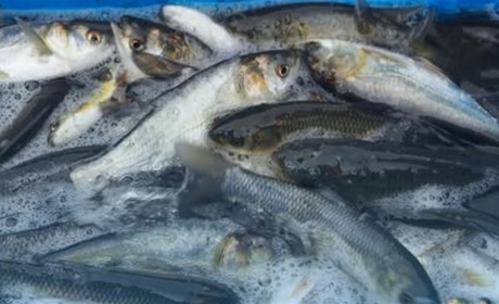 На Хмельницькій АЕС розпочато зариблення технологічної водойми