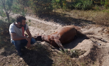 3400 гривень штрафу присудили водію, який збив екоактивіста на Глухівщині. Що відбувається у справі?