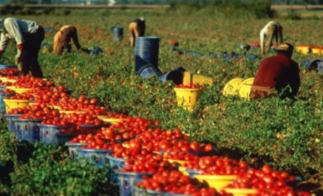 Окупанти використовують дітей на Херсонщині для безплатної праці на полях