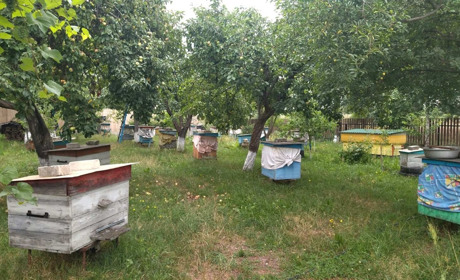 Масова загибель бджіл у Красносіллі і Зеленому. Пасічники прийшли у редакцію за допомогою