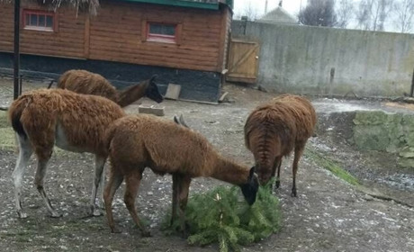 Корюківські лісівники презентували Менському зоопарку причеп ялинок 