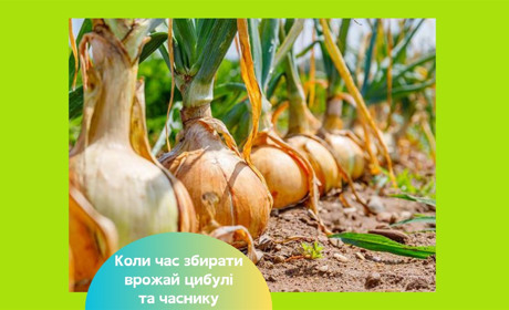 Коли збирати врожай цибулі та часнику – поради господиням