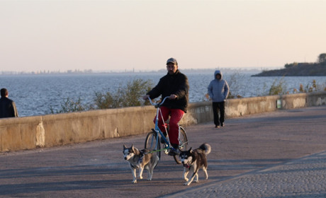 Поради ветеринара Марії Дубінської щодо вигулу тварин та зміни їх раціону годування