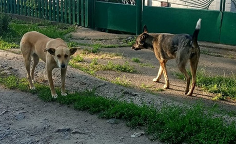 Від сказу до сказу: в Умані знову введено карантин тварин
