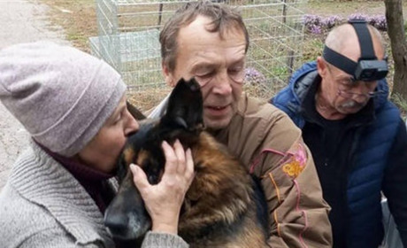 Команда UAnimals евакуювала собаку з Торецька. Як допомогти волонтерам, що рятують тварин від війни