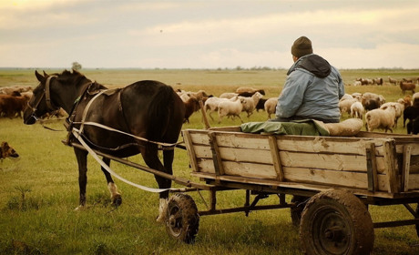 Как пастух дядя Коля с помощью собаки Найды управляет отарой овец и почему не хочет жить в городе