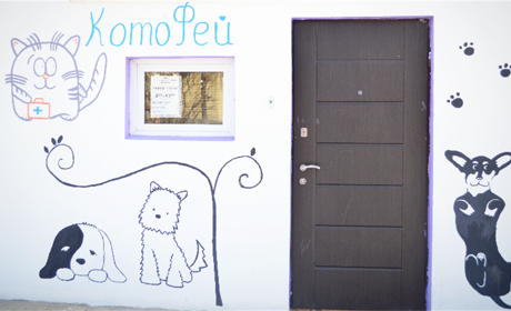 "Котофей" розповідає про все, що ви хотіли б знати про стерилізацію домашніх улюбленців 