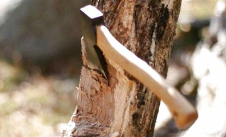 На Володимиреччині впіймали крадіїв лісу