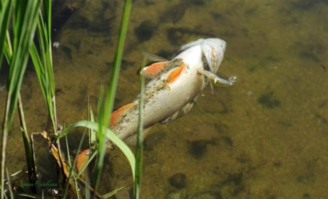 В Сейму загинула риба: держекоінспекція з'ясовувала причину