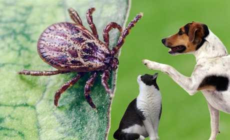 Знову - кліщі: як захистити себе та домашніх улюбленців від небезпечної комахи