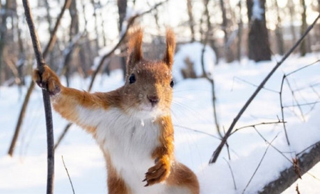 Морозно та хмарно: погода на Сумщині та в Україні на початку наступного тижня