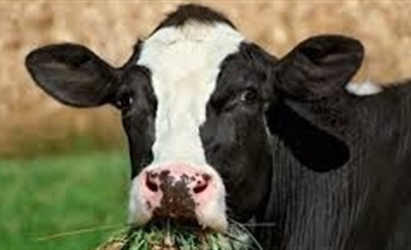 У Добропіллі не використовують дотації для вирощування корів