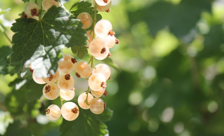 На Сватівщині починається спека: якою буде погода з 21 по 27 червня 2021 — прогноз на тиждень