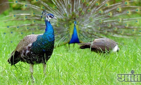 В Асканії-Новій окупанти полюють на фазанів (фото)