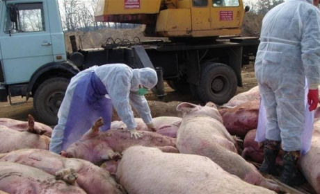 Африканська чума свиней: чи є загроза для Білопільщини?