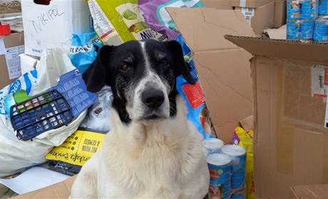 «Навчилися ховатися від обстрілів»: зооволонтерка Олена Вошун про життя безпритульних тварин міста