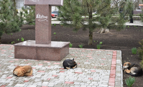 У Нижньосірогозькій громаді розробили програму по регулюванню чисельності безпритульних тварин