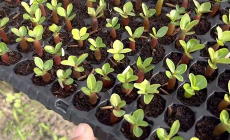 Посівний календар на березень 2026 року - сприятливі дні за місячним календарем