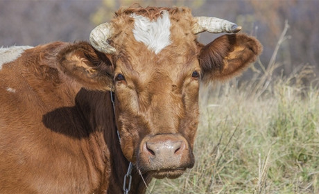 У Мілуватці Сватівського району на приватному подвір’ї у корови виявили сказ 