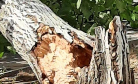 В Южному дерево повалилось на дорогу та перегородило рух транспорту