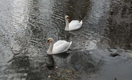 Історія одного сусідства: лебідь проти качура – бій за територію  чи лебідку?