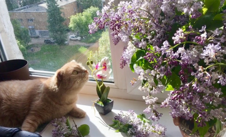 На вихідних синоптики Сумщини обіцяють хмарки, дощик та плюс 27