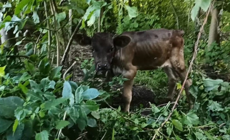 Білопільські поліцейські розкрили крадіжку домашньої худоби в Горобівці