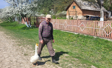 Гусак – друг людини: на Чортківщині живе свійський птах, що буквально ходить за ногами господаря