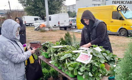 У попиті розсада полуниці, городні овочі наприкінці сезону дорожчають: ціни на базарі в Переяславі