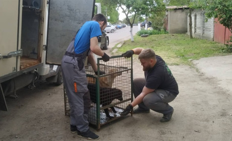 Повернули собак на вулиці: у Біляївці тривають заходи з регулювання чисельності безпритульних тварин